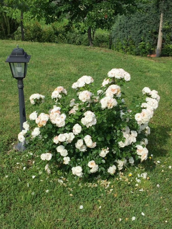 Villetta Le Rose Tavullia Eksteriør billede